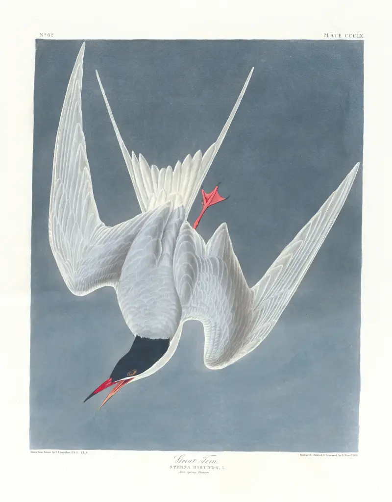 Große Seeschwalbe von John James Audubon