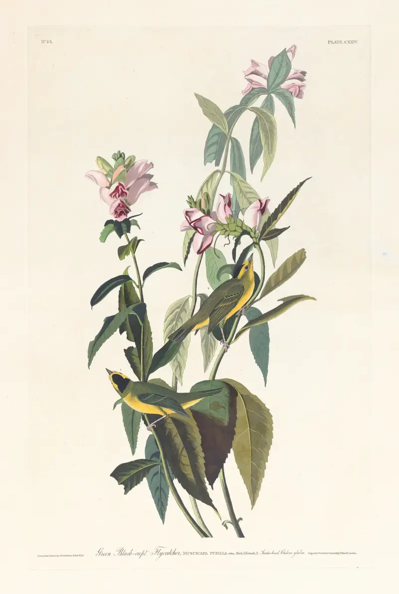 Grüner Schwarzscheitel-Fliegenschnäpper von John James Audubon