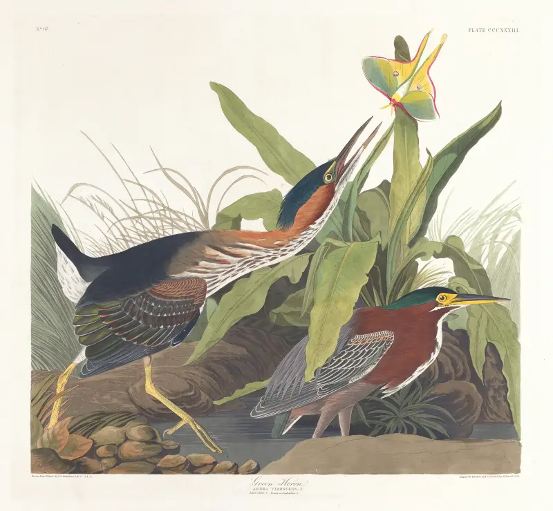 Zelená volavka, John James Audubon