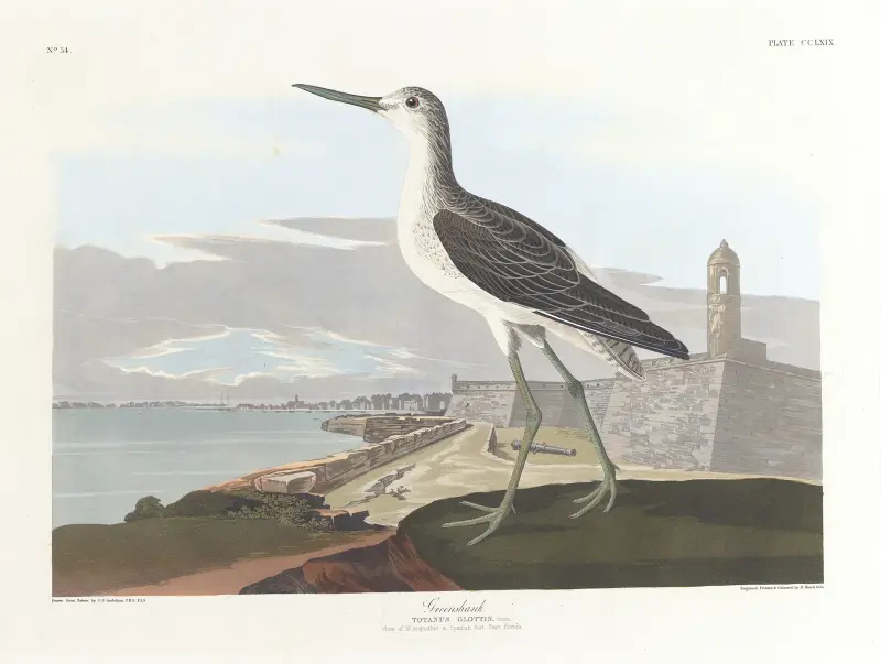 Grönbena, John James Audubon
