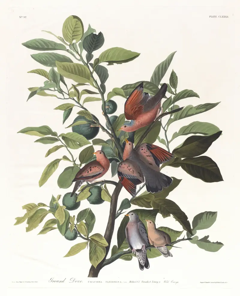 Markduva, John James Audubon