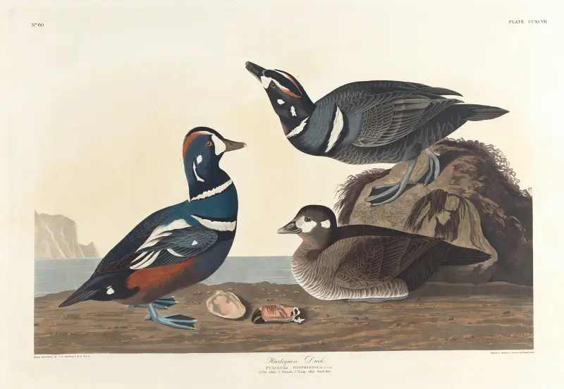 Hvígulönd, John James Audubon