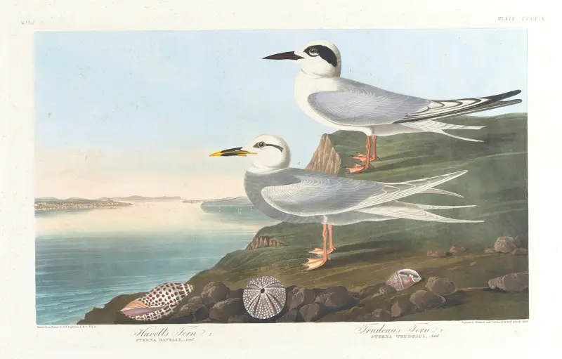 Havellova rybáka, John James Audubon