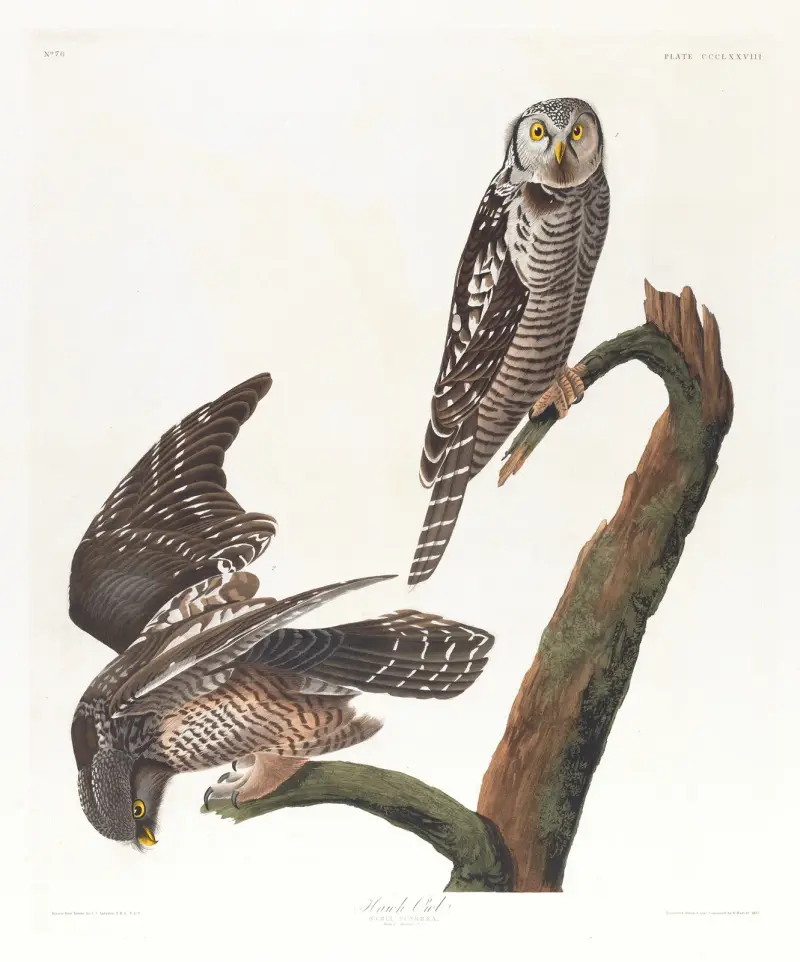 Krahujec obecný, John James Audubon