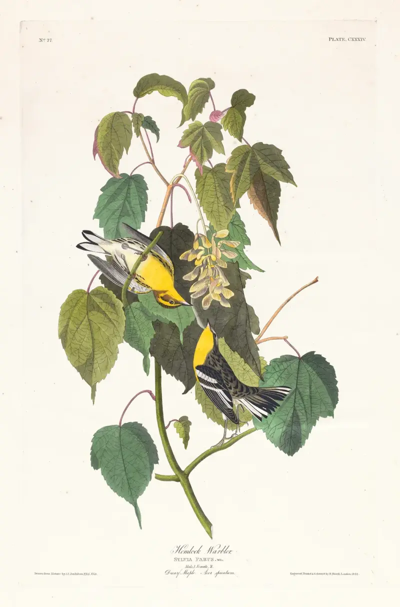 Americký pěvec jehličkový, John James Audubon