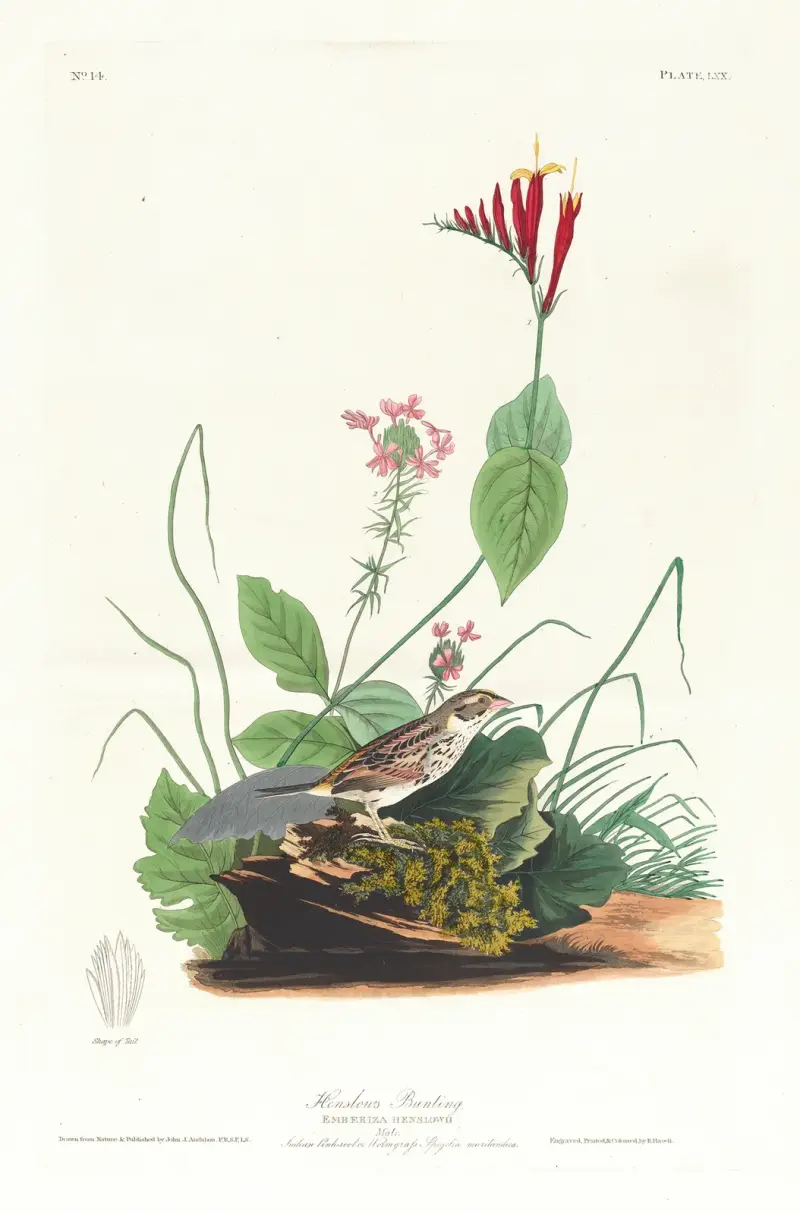 Henslowův strnad, John James Audubon