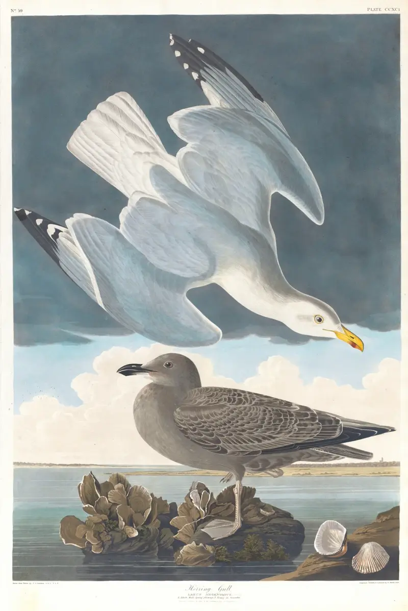 Racek mořský, 1827 – č. 3, John James Audubon