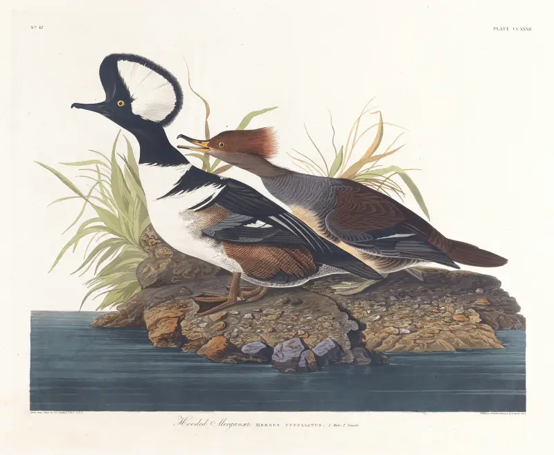 Hooded merganser, John James Audubon
