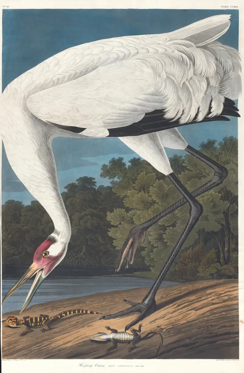 Trattande trana, John James Audubon