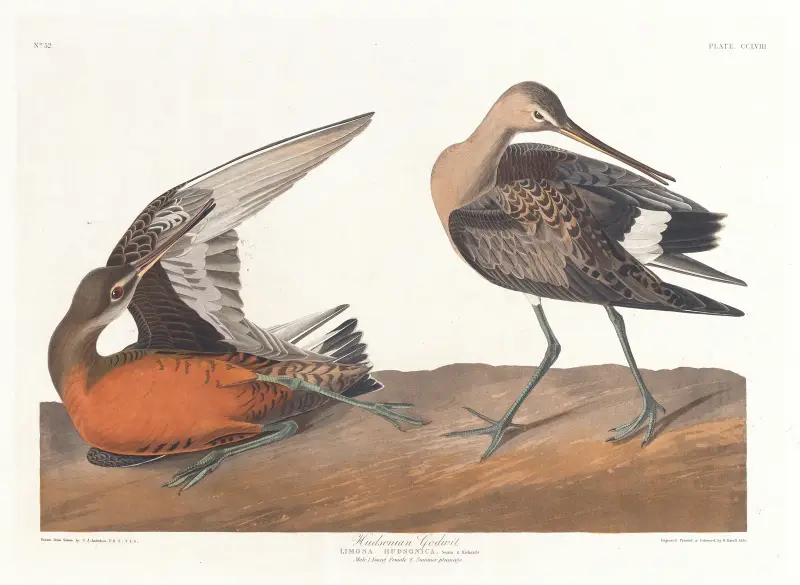Słonka hudsońska, John James Audubon