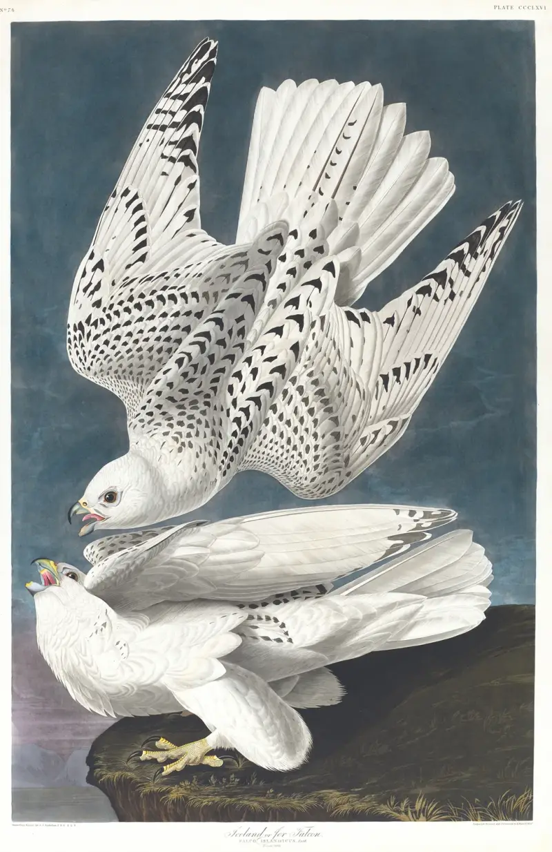 Island oder Jagdfalke von John James Audubon