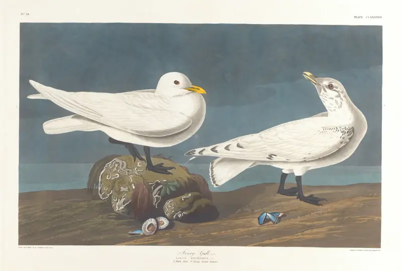 Mořský racek, John James Audubon