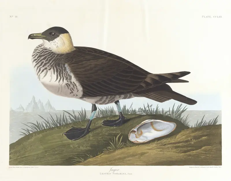 Jager, John James Audubon