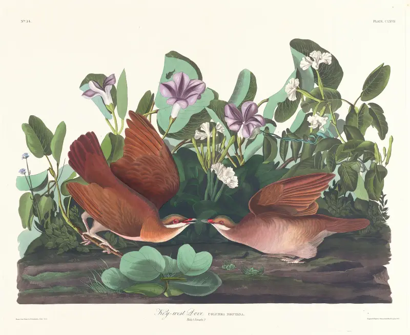 Key-west-Taube von John James Audubon