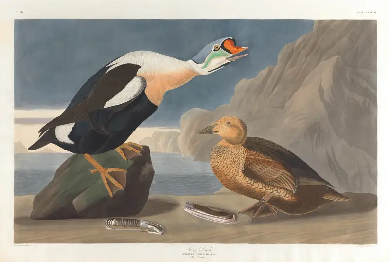 Kungsand, John James Audubon