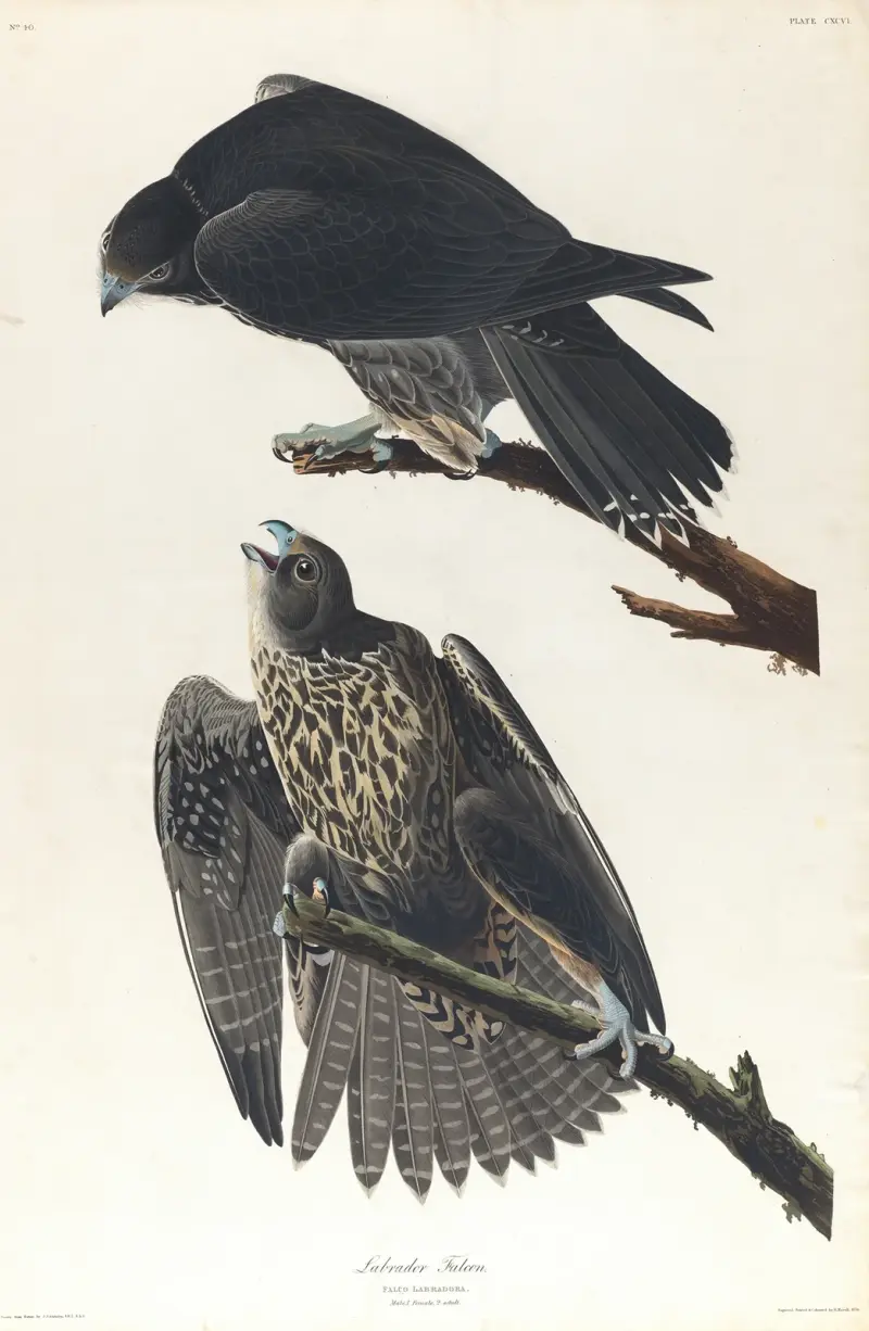 Labradorův sokol, John James Audubon