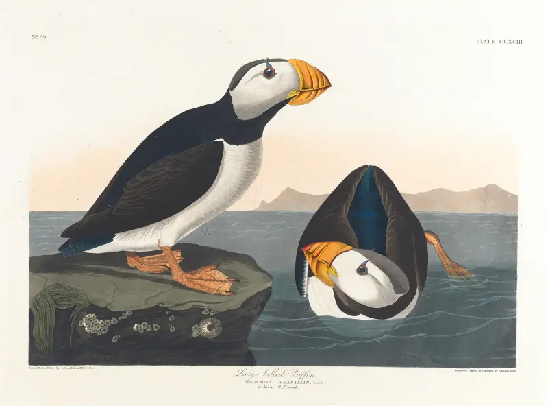 Dlouhozobý papuchalk, John James Audubon