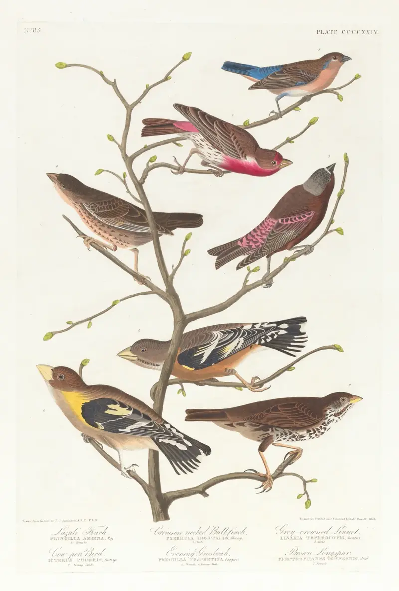 Lazulifink, karmosinröd domherre, gråkronad hämpling, brunhuvad kostare, aftonstenknäck, brun långsporre av John James Audubon