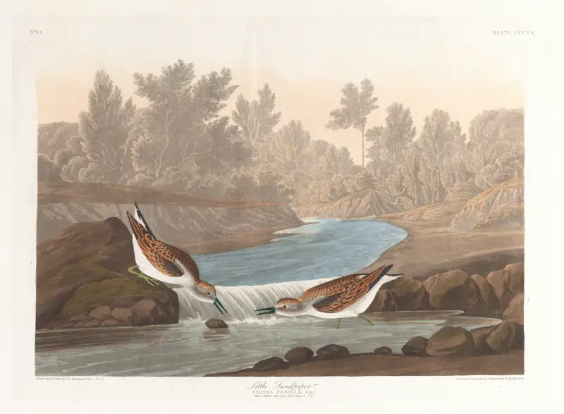 Biegus mały, John James Audubon