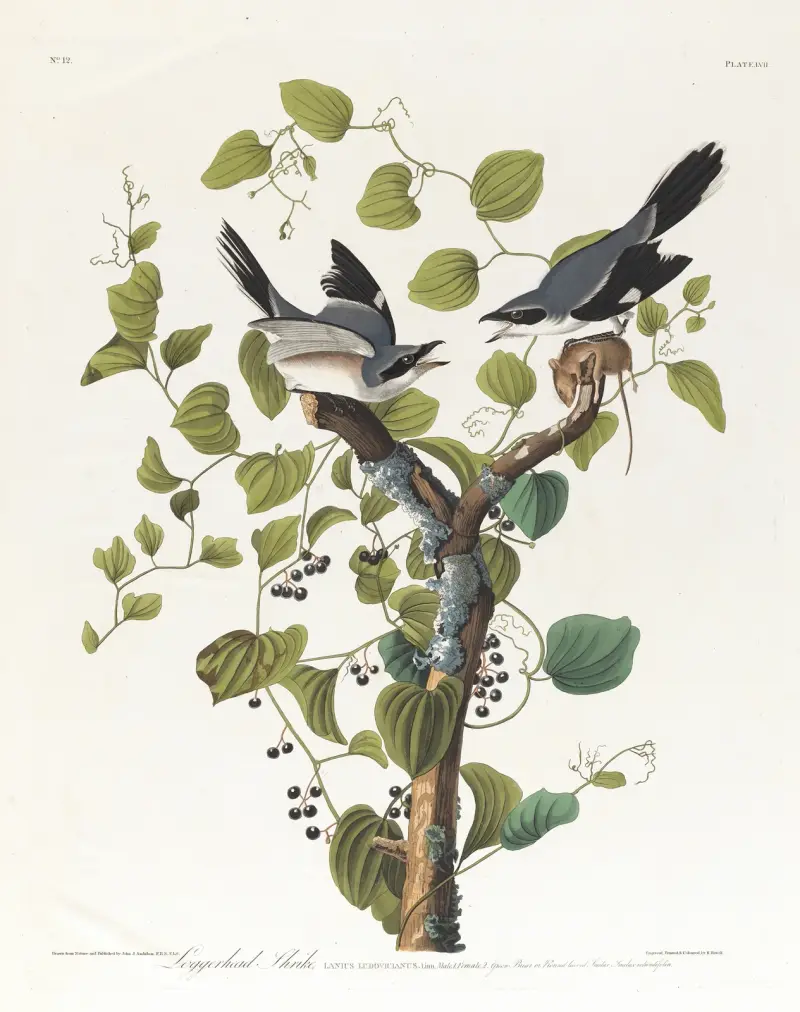 Americký ťuhýk, John James Audubon