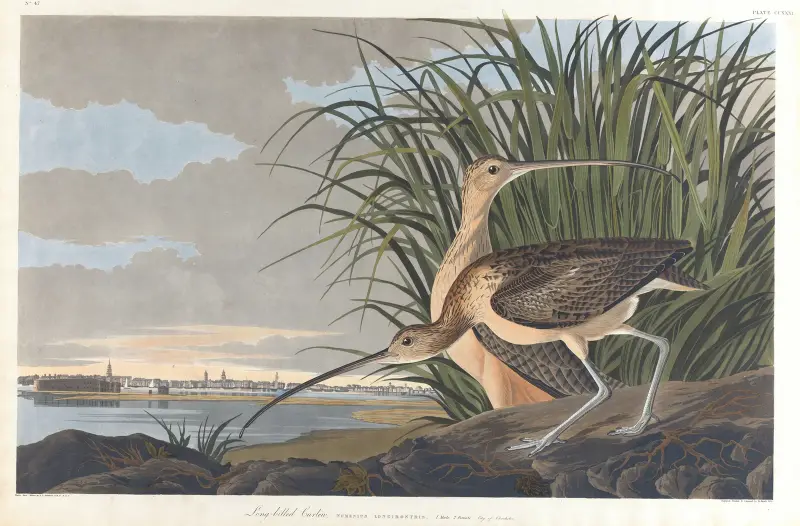 Długodzioby kulik, John James Audubon
