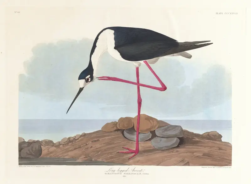 Tenkozobec dlouhonohý, John James Audubon