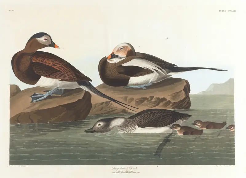 Alförrädare, John James Audubon