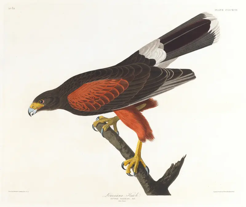 Louisiana-Weih von John James Audubon