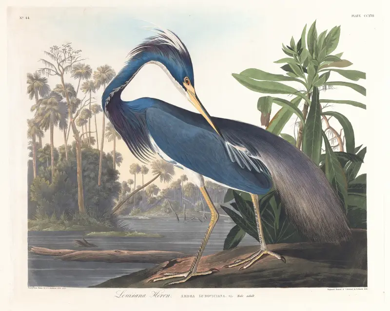Louisiana-Reiher von John James Audubon