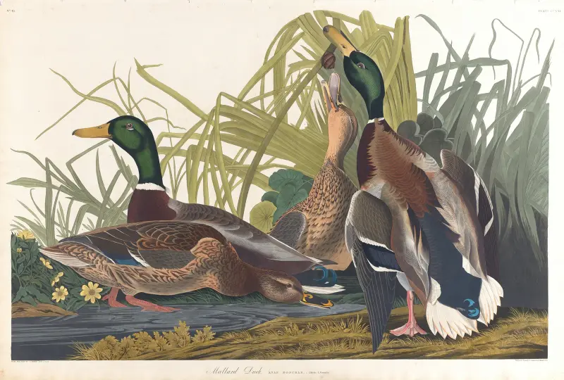 Stockente von John James Audubon