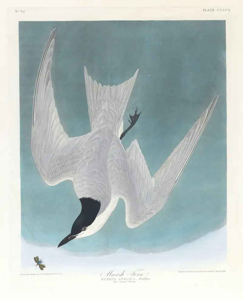 Marsh-Tern von John James Audubon