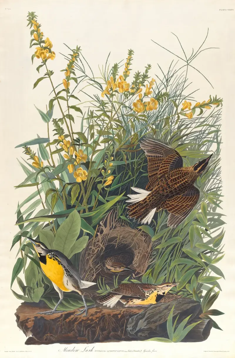 Feldlerche von John James Audubon