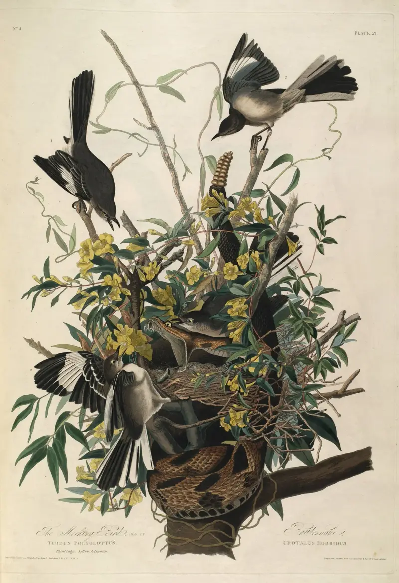 Mocking Bird, Rattlesnake, John James Audubon