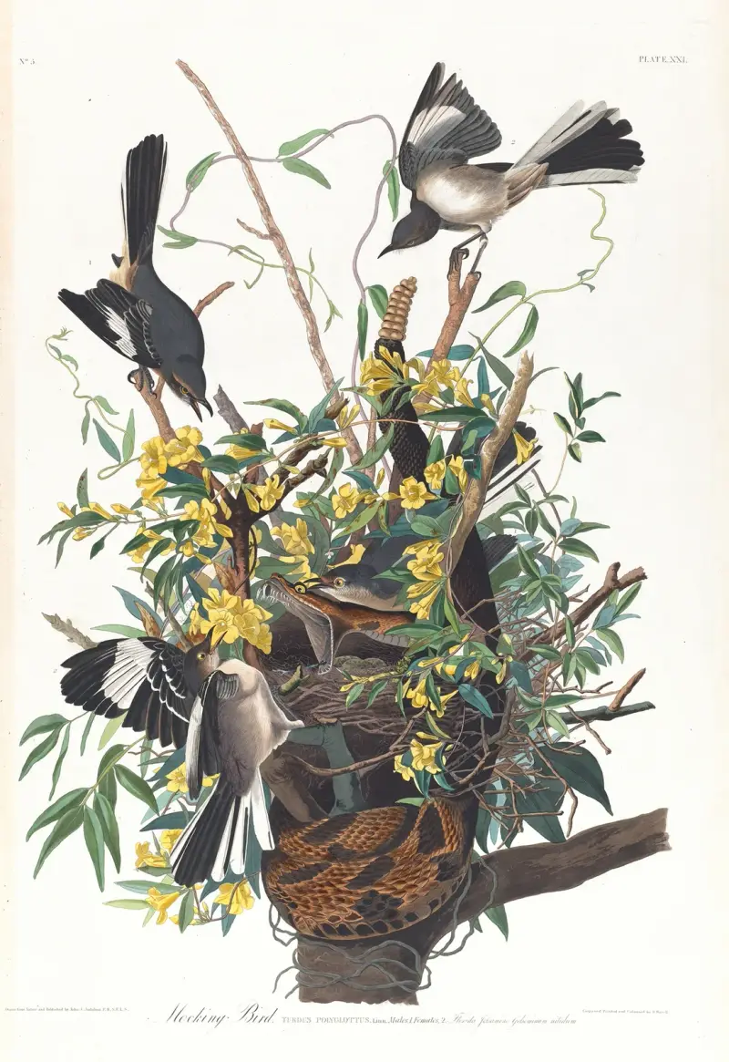 Drozdec mnohohlasý, 1827 – č. 1, John James Audubon