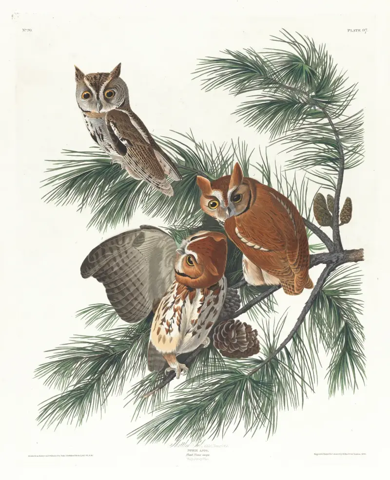 Sprenkelkauz von John James Audubon