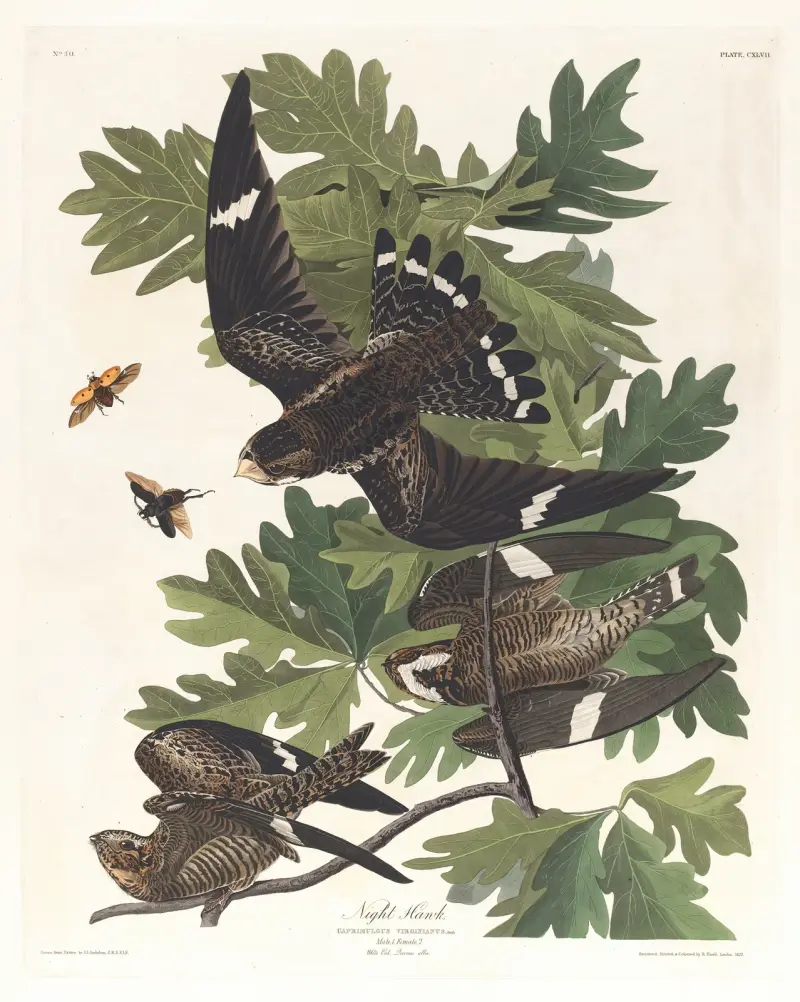 Nighthawk, John James Audubon