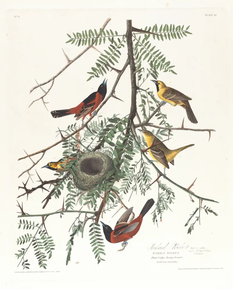Orchard oriole, John James Audubon