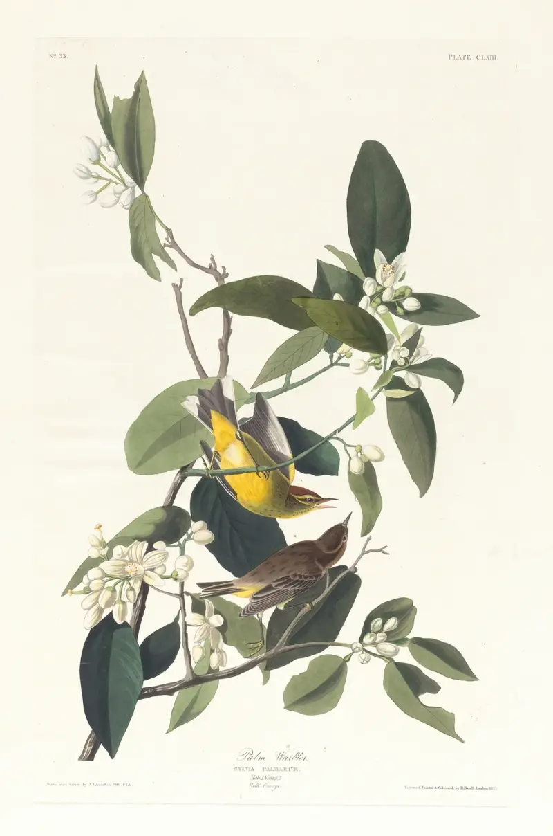 Palmovníček, John James Audubon