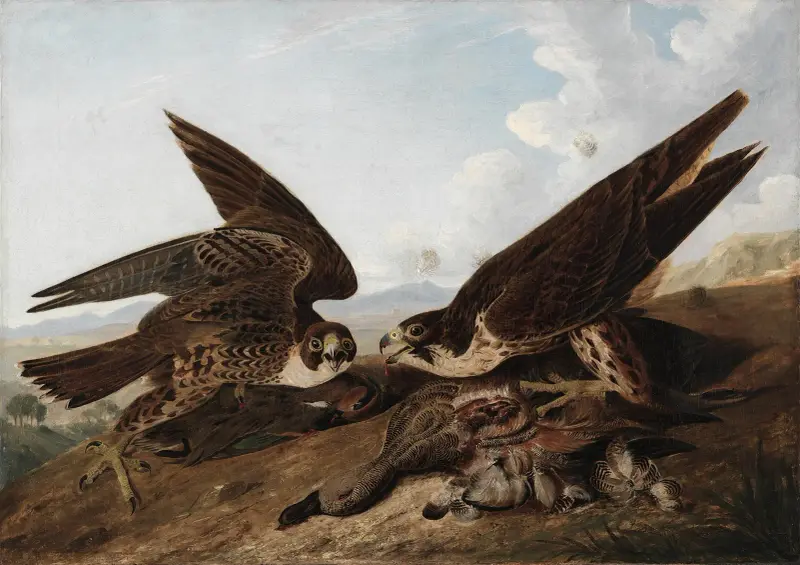 Sokoły wędrowne (Duck Hawks), John James Audubon