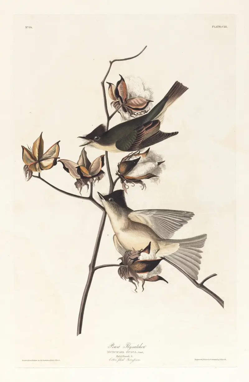 Pewit flycatcher, John James Audubon