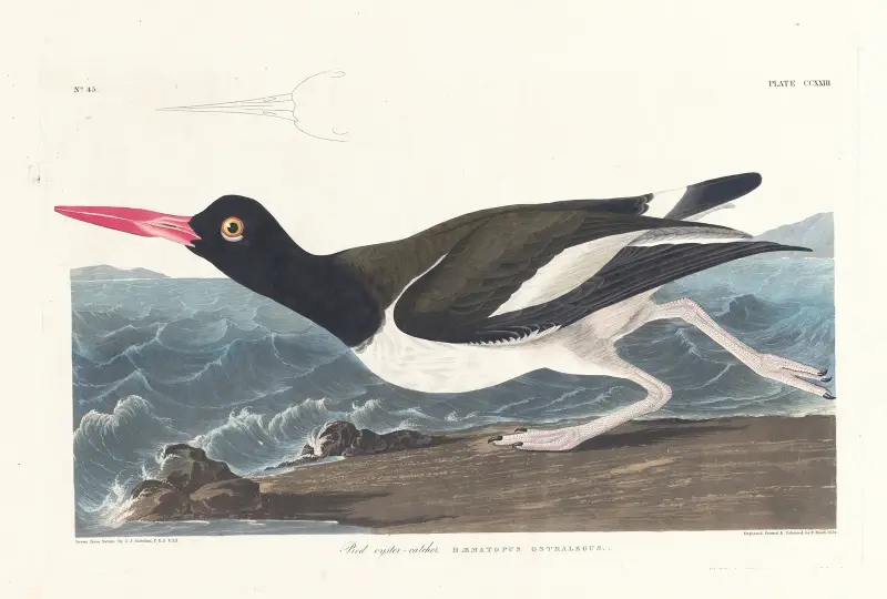 Strandskata von John James Audubon