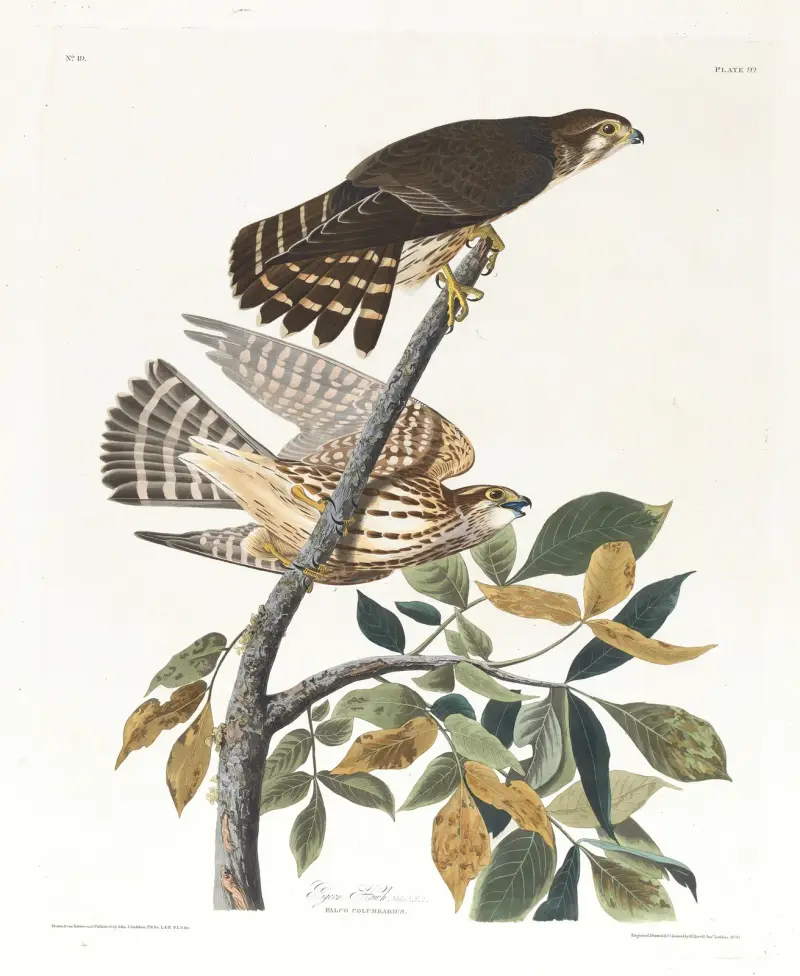Jastrząb gołębiarz, John James Audubon