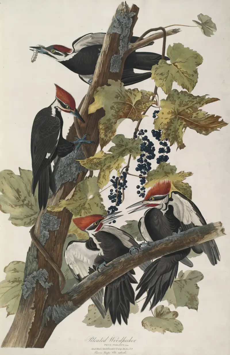 Datel chocholatý, 1827 – Nr. 2, John James Audubon