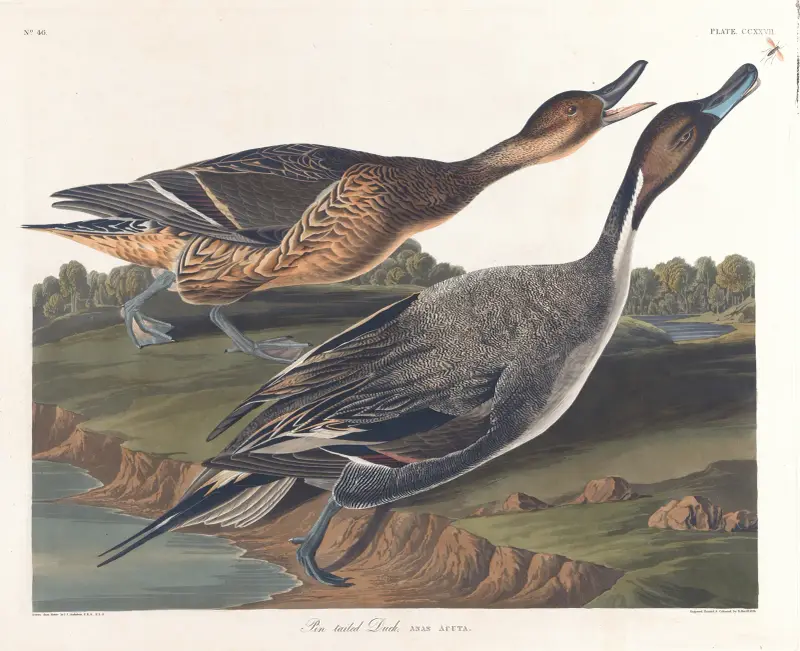 Ostronfiskand, John James Audubon