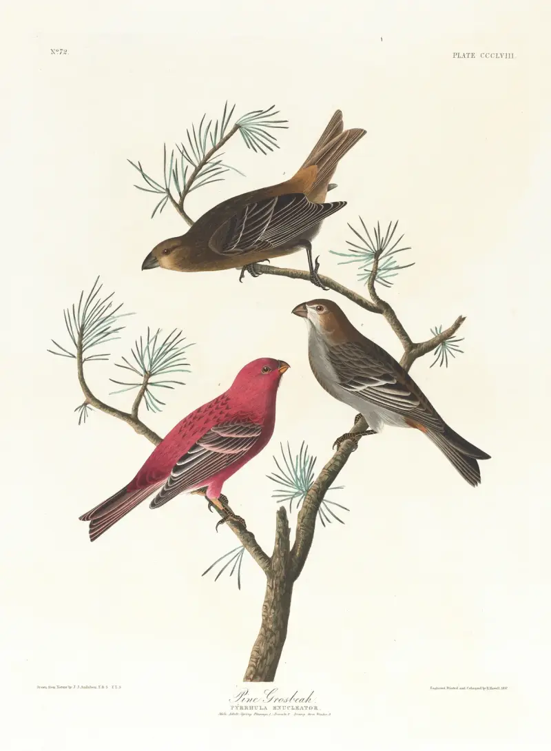 Hýl rudý, John James Audubon
