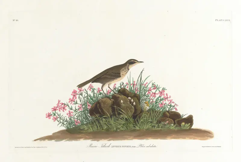 Prérijní linduška, John James Audubon