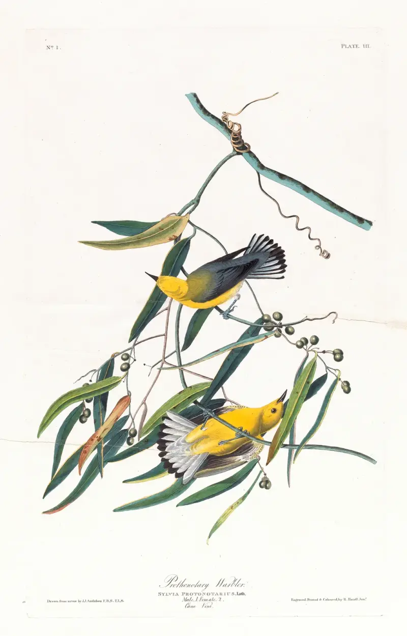 Prothonotary warbler, John James Audubon