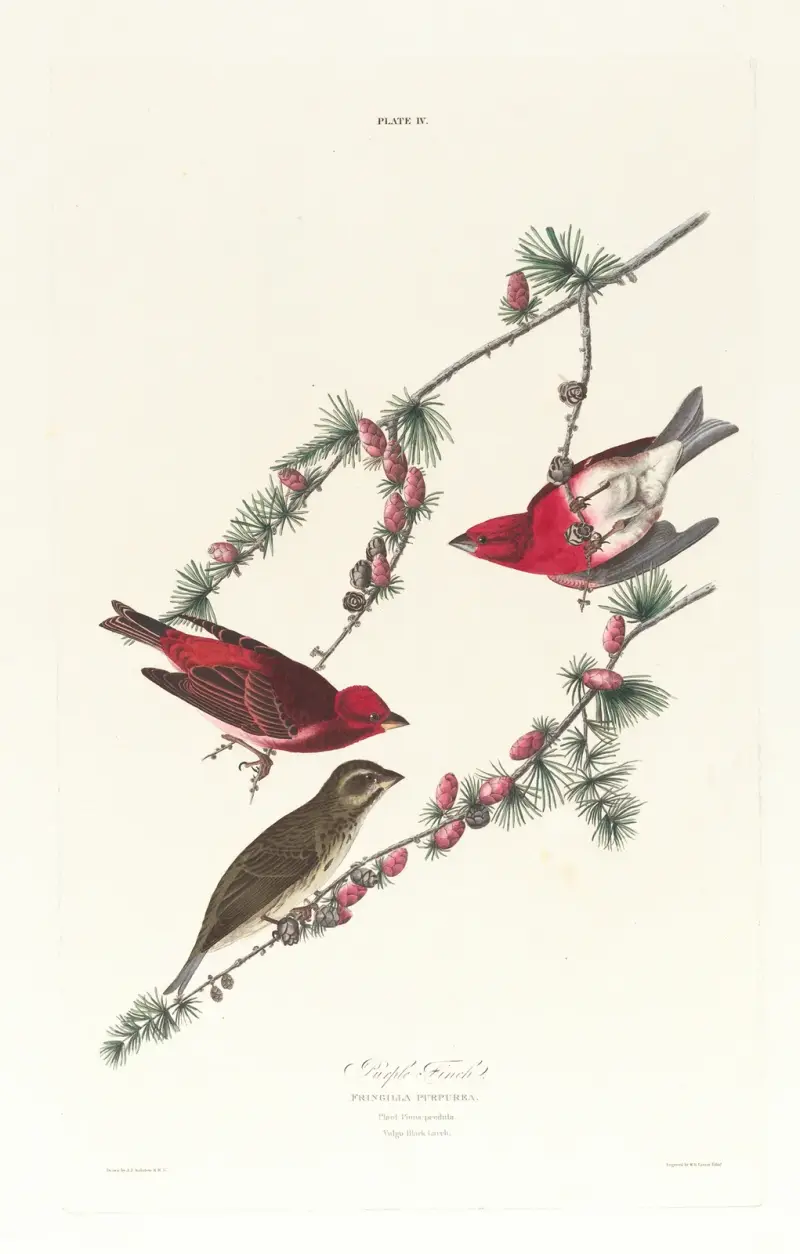 Purpurfink von John James Audubon