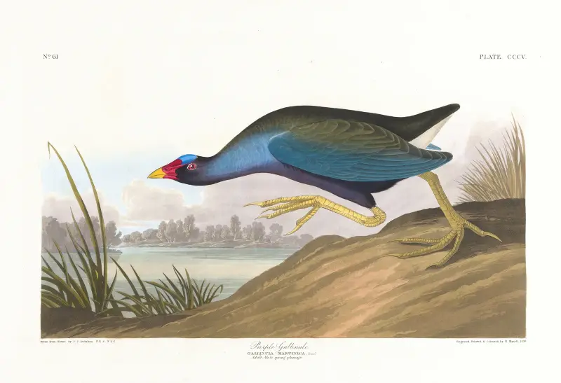 Purpurowa kokoszka, John James Audubon