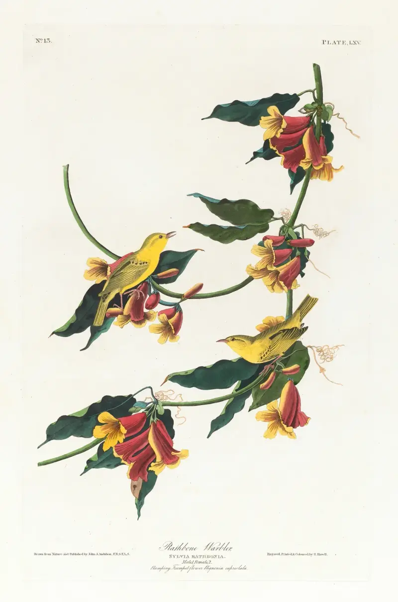 Rathboneova pěnice, John James Audubon